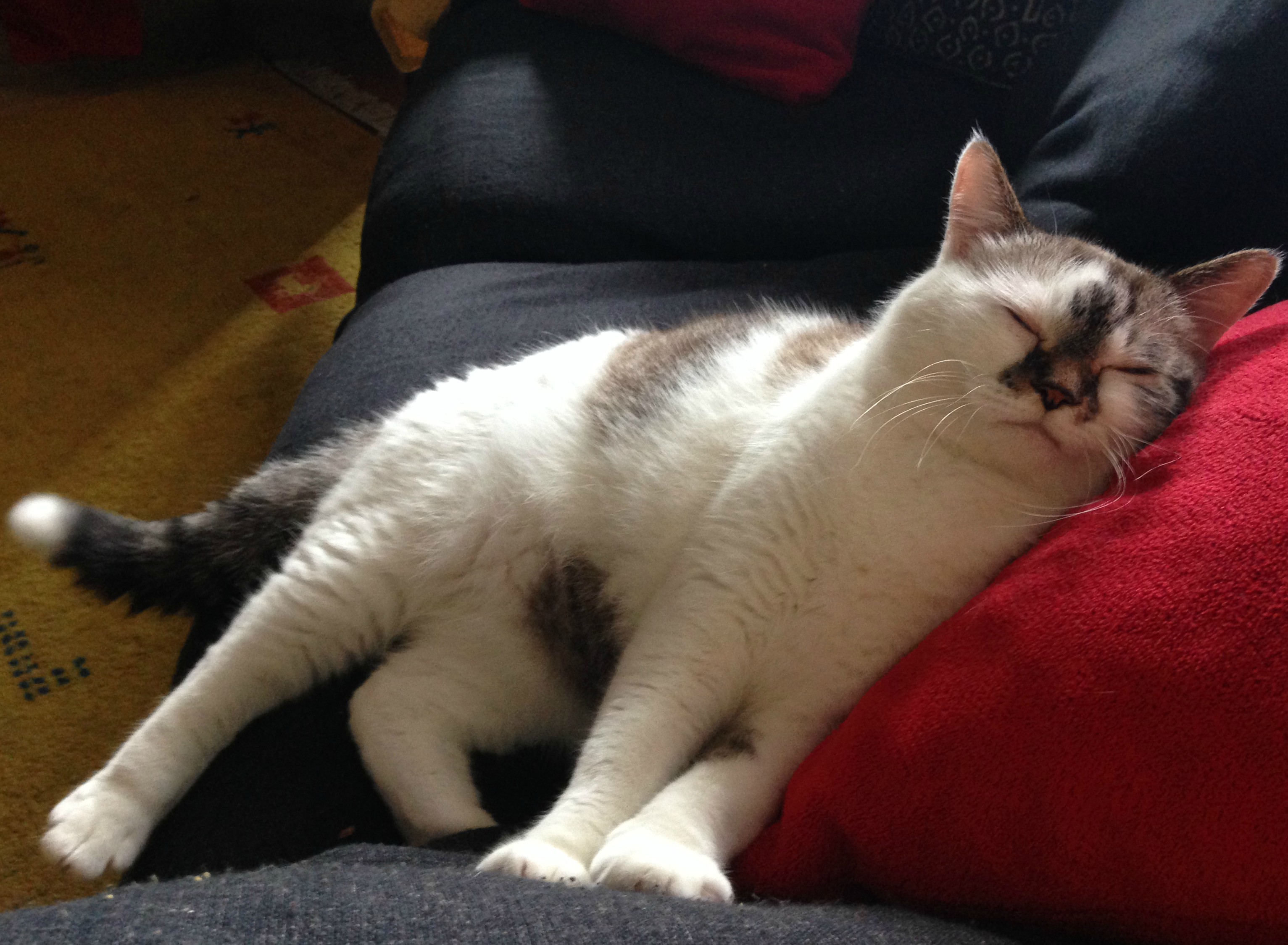 catchatcat-sittinggarde-de-chatgarde-a-domicilegarde-danimauxpet-sitting-montrealplateau-mont-royal